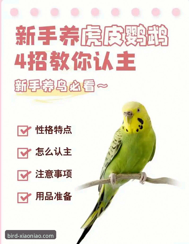 小鸟平台登录实用指南：从入门到熟练操作必备知识